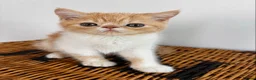 Exotic cats for sale: Stunning exotic kittens high quality m - Advert 8