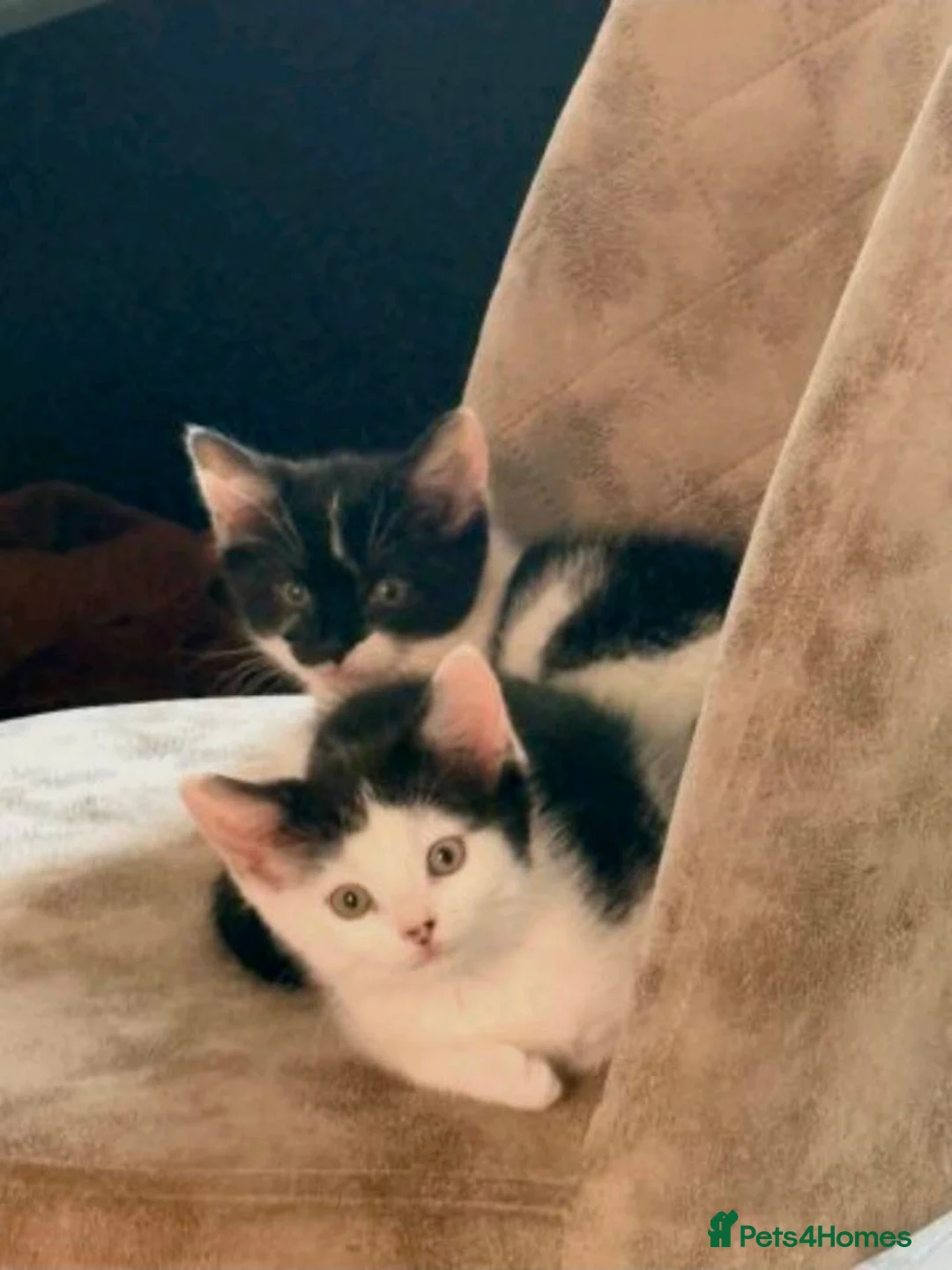 Mixed Breed cats for sale: The sweetest kitten girl you will ever meet!!! - Advert 1