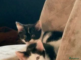 Mixed Breed cats The sweetest kitten girl you will ever meet!!! - Advert 2