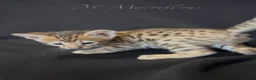 Savannah cats for sale: Exceptional Quality Tica Regist. Savannah kittns - Advert 15