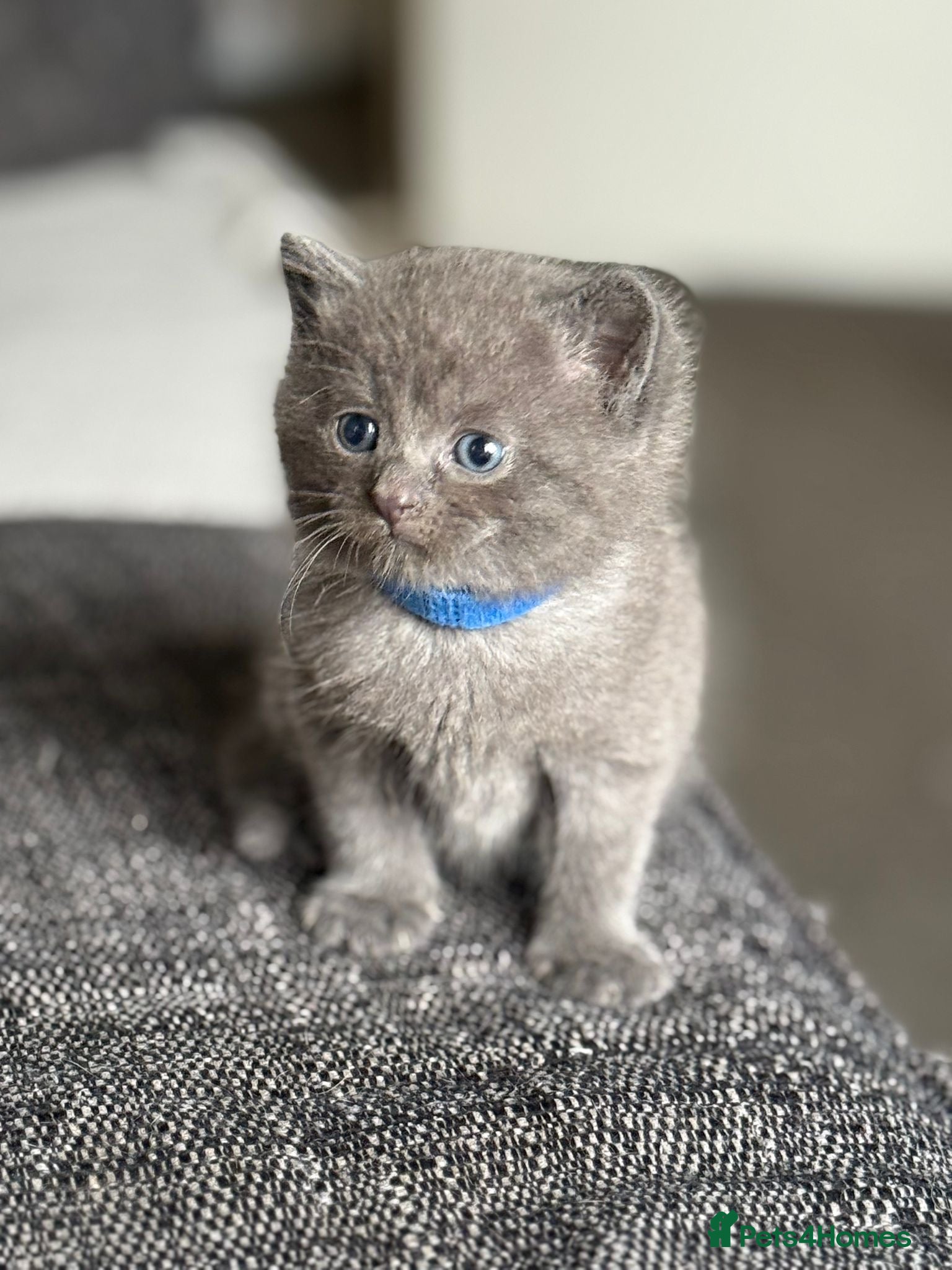 British Shorthair cats 2 Boys left Beautiful British shorthair kittens  - Advert 1