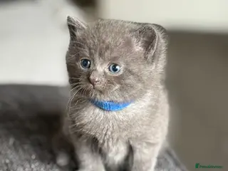 British Shorthair cats 2 Boys left Beautiful British shorthair kittens - Advert 1