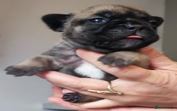 French Bulldog dogs for sale: French bulldog puppy  - Image 13