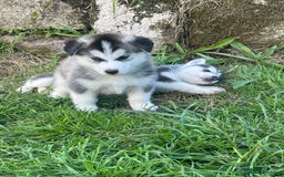 Siberian Husky dogs for sale: Siberian husky puppies  - Image 6