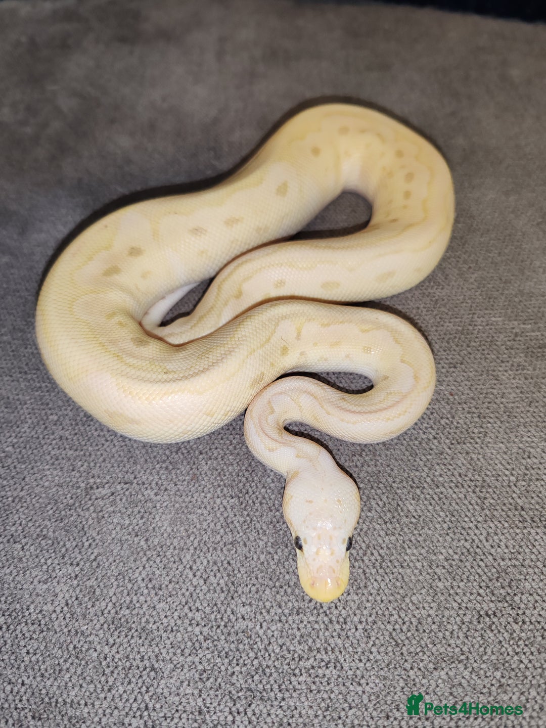 Snake reptiles for sale: 7 ball pythons inc rack - Image 2
