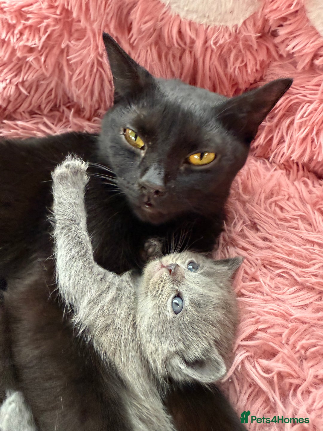 British Shorthair cats for sale: British shorthair kitten and mother  - Image 1
