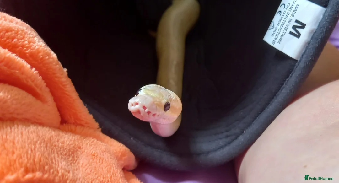 Python Snake reptiles for sale: Super pastel butter royal python - Advert 16