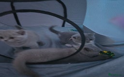British Shorthair cats for sale: Full Britishshort hair kittens ready wendesday - Image 33