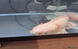 Axolotl reptiles for sale: Axolotl x2 - Image 8