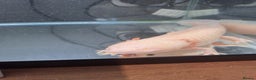Axolotl reptiles for sale: Axolotl x2 - Advert 8