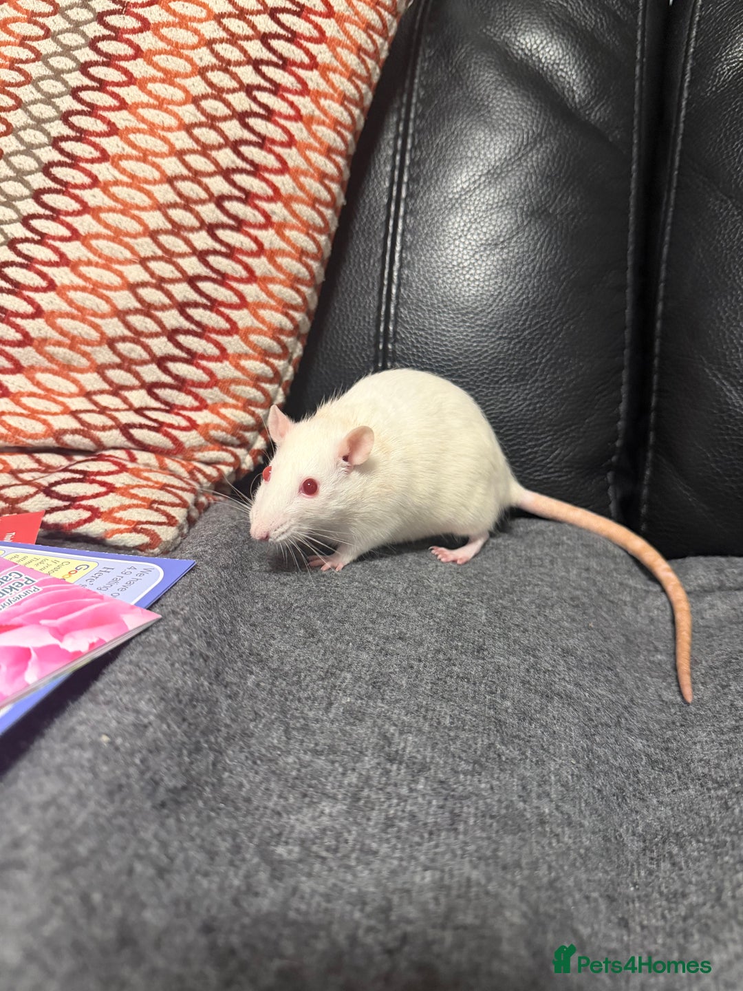 Rat rodents for sale: 3 x female rats  - Image 8