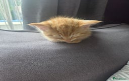 Mixed Breed cats for sale: 3 male gingers - Image 4