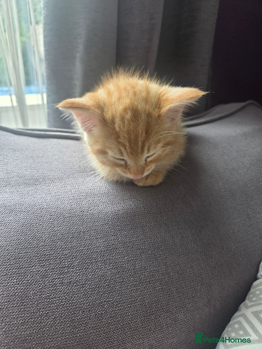 Mixed Breed cats for sale: 3 male gingers - Image 4