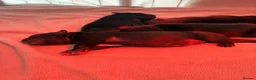 Staffordshire Bull Terrier dogs for sale: 🥇 A true litter of champions 🥇 in Rochester - Advert 16