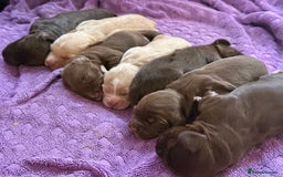 Mixed Breed dogs for sale: Beautiful Cocker Sproodles Puppies!  - Image 4