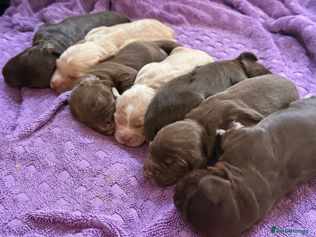 Mixed Breed dogs for sale: Beautiful Cocker Sproodles Puppies!  - Image 4