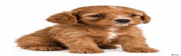 Cavapoo dogs for sale: Only One Female Cavapoo Puppy Left – Apricot Girl - Advert 18