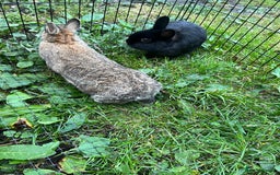 Netherland Dwarf rabbits for sale: 3 Netherland dwarf rabbits  - Image 12