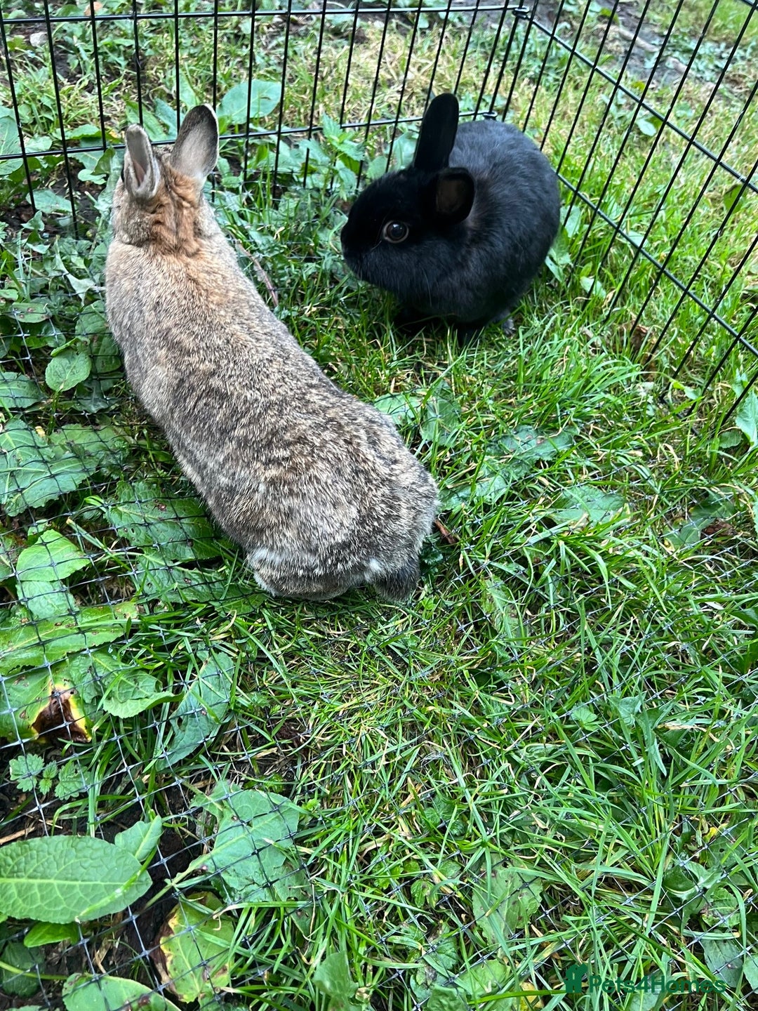 Netherland Dwarf rabbits for sale: 3 Netherland dwarf rabbits  - Image 12