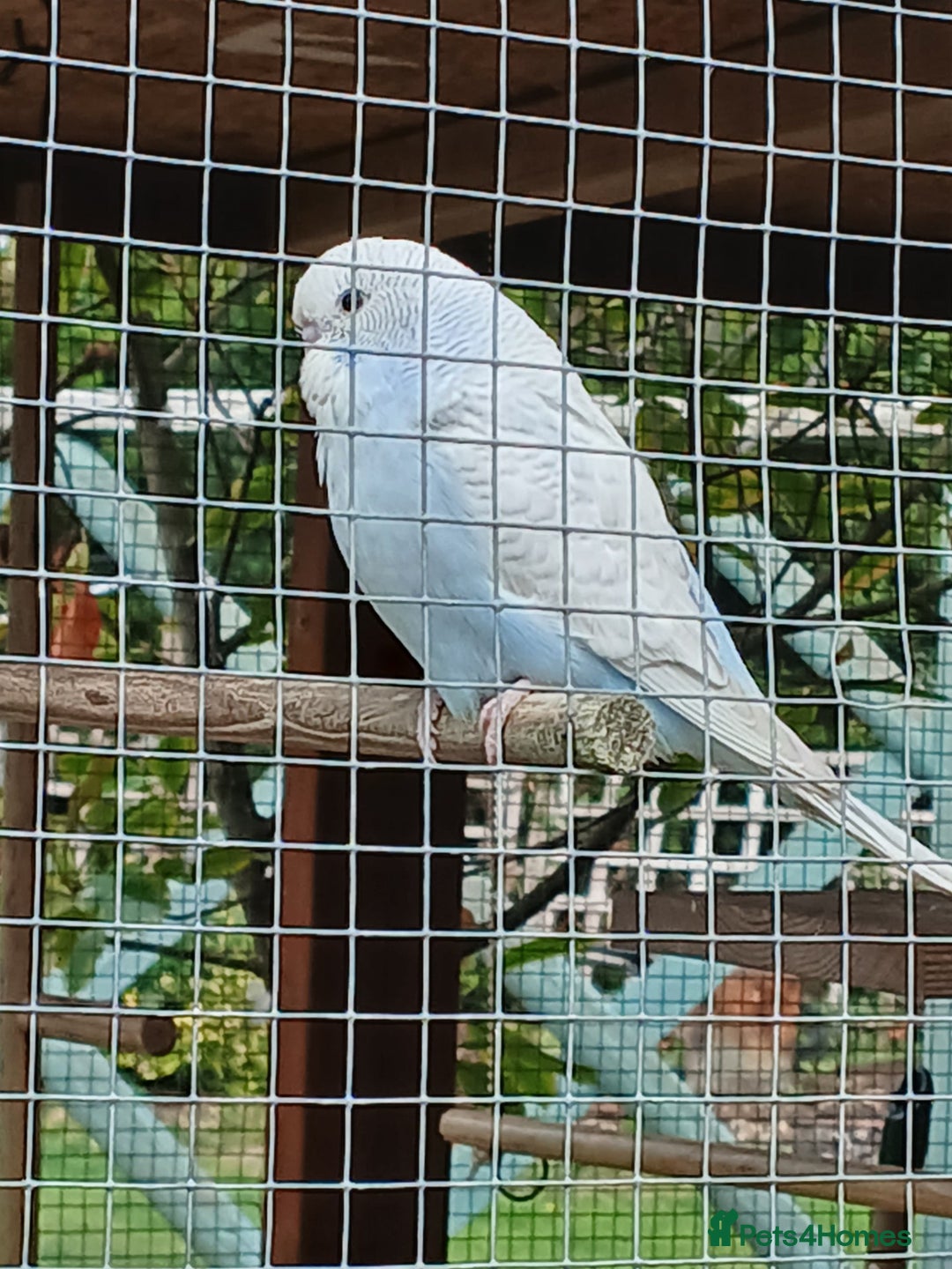 Budgerigars birds for sale: Beautiful baby budgies ready for rehoming - Image 4