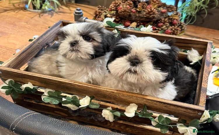 Shih Tzu dogs - Advert 3