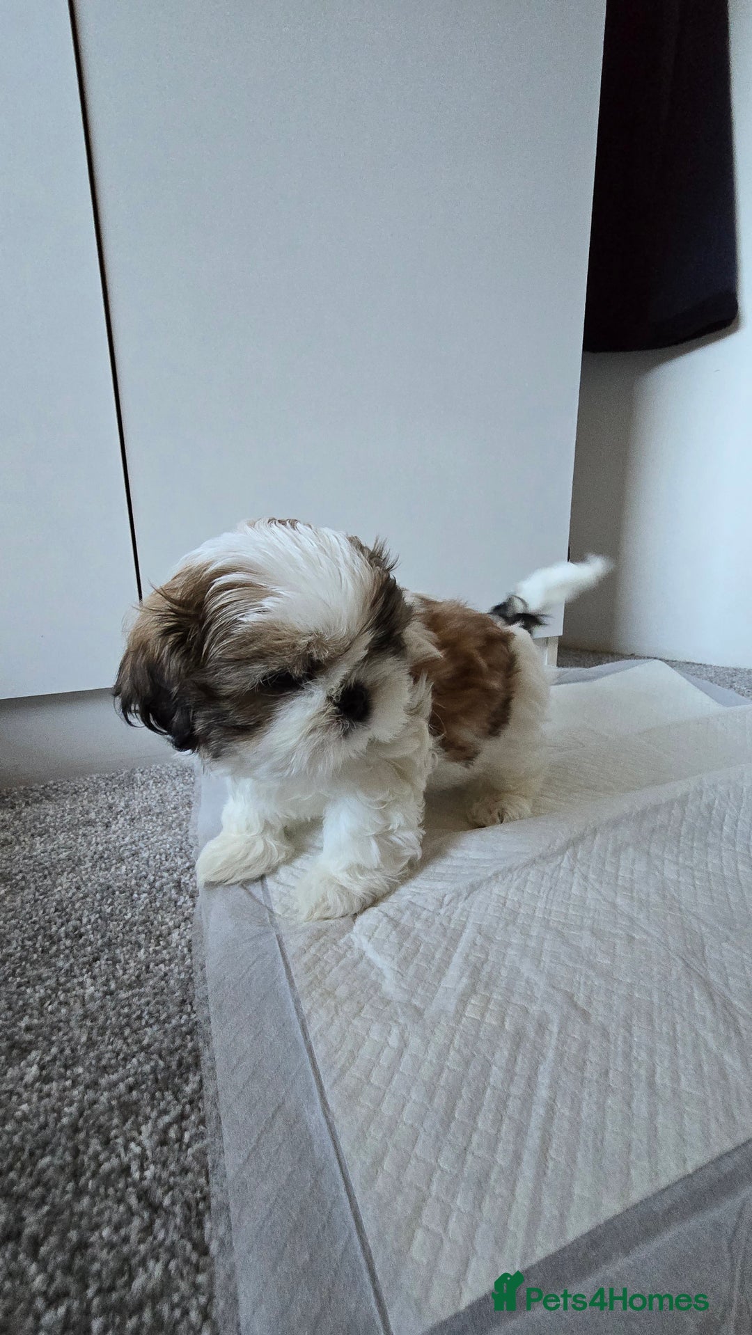 Shih Tzu dogs for sale: Two Shih Tzu female - Advert 24