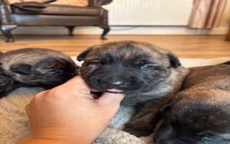 Belgian Shepherd Dog dogs for sale: Dutch shepherd puppies  - Image 4