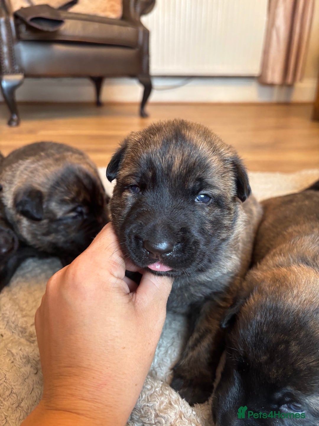 Belgian Shepherd Dog dogs for sale: Dutch shepherd puppies  - Image 4