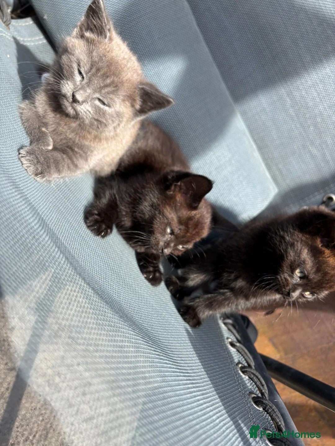 Mixed Breed cats for sale: 4 beautiful little kittens  - Advert 10