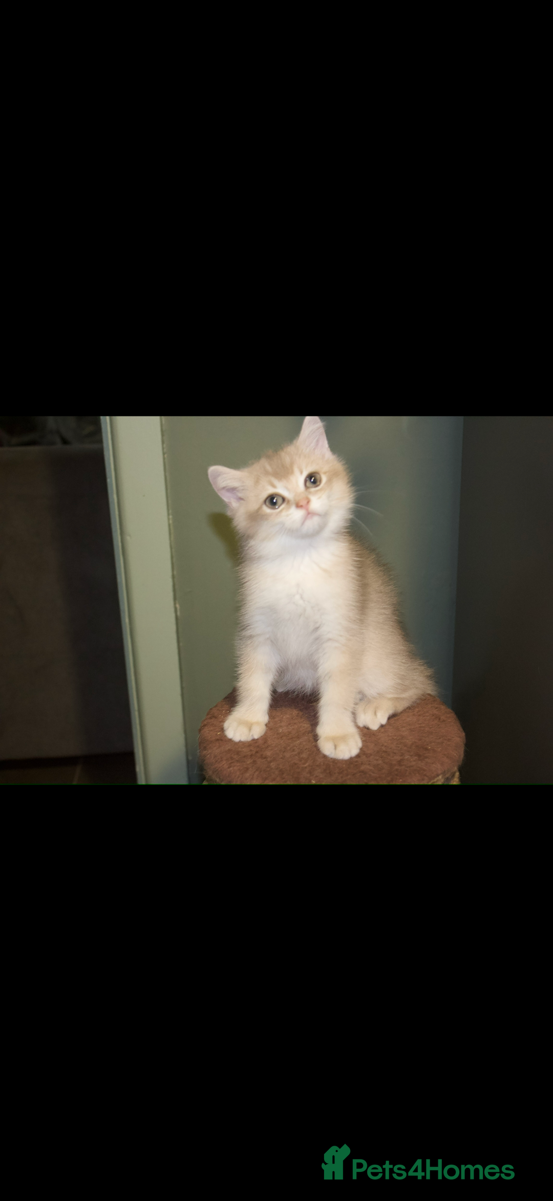 British Shorthair cats for sale: Top quality Champion Gccf british shorthair - Image 9