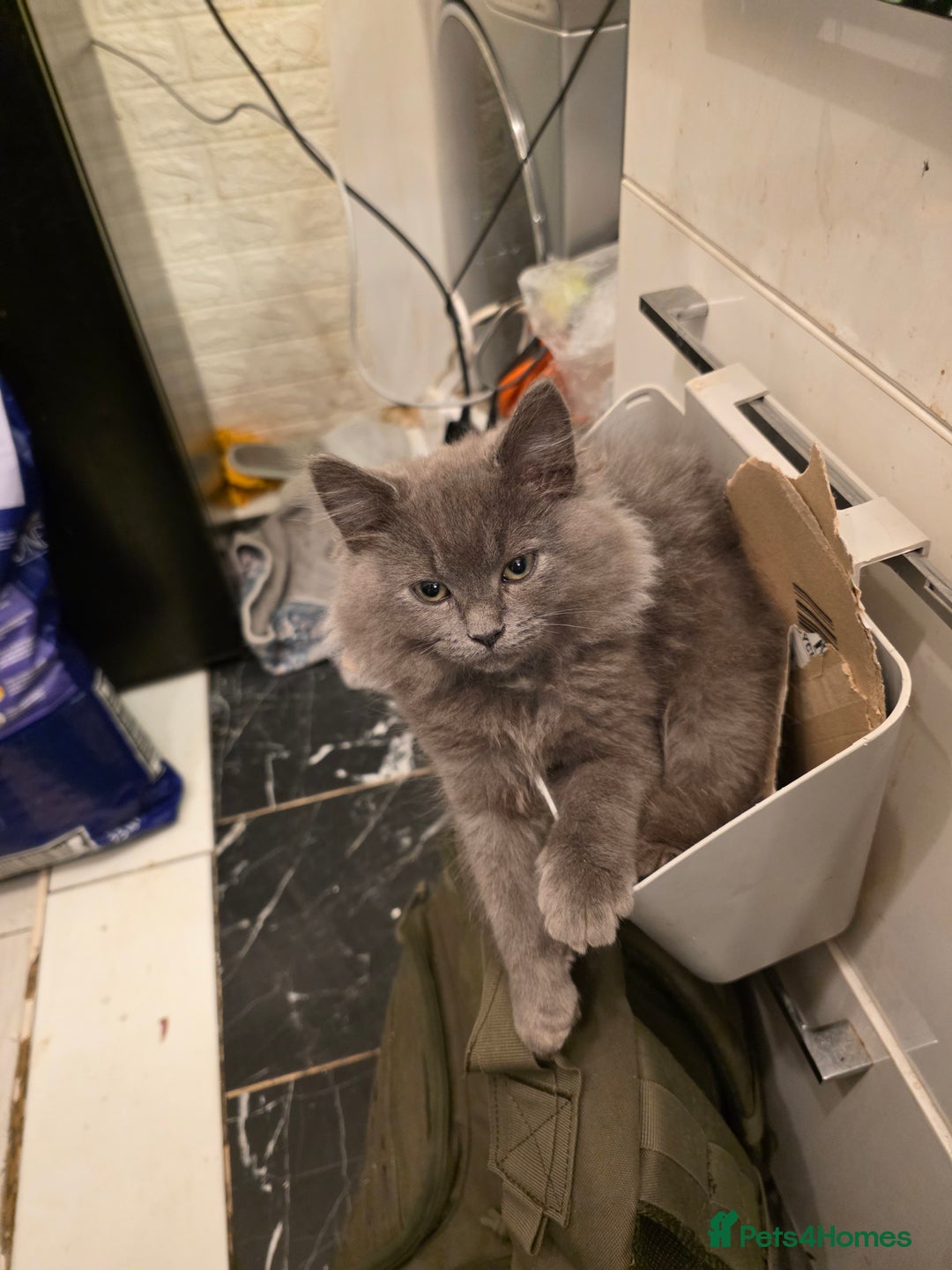Siberian cats for sale: Beautiful Siberian Kittens – 2.5 Months Old - Image 12
