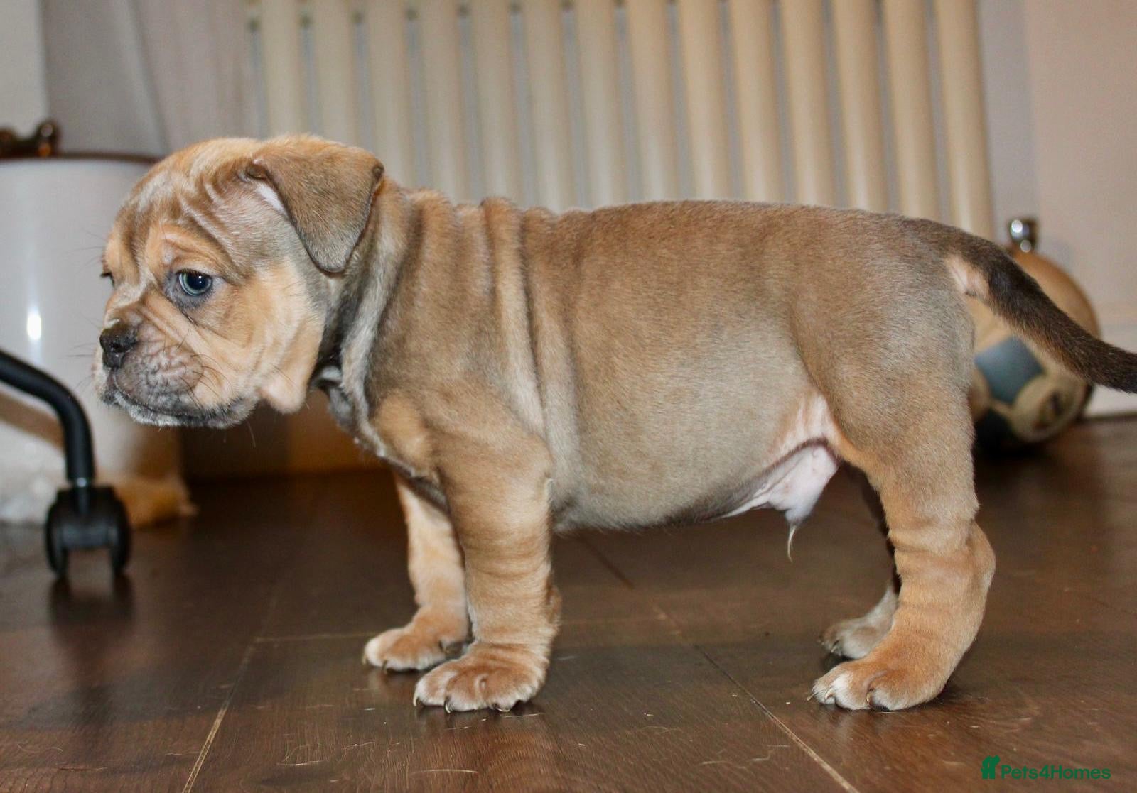 Olde English Bulldogge dogs Stunning Olde English Bulldog puppies - Advert 3