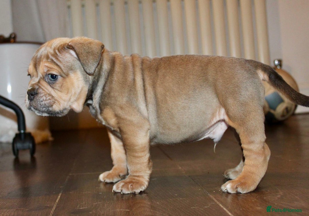 Olde English Bulldogge dogs for sale: Stunning Olde English Bulldog puppies - Advert 12