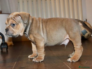 Olde English Bulldogge dogs Stunning Olde English Bulldog puppies - Advert 3