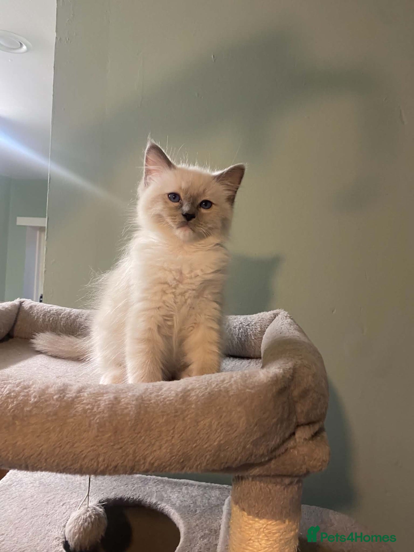 Ragdoll cats 🐾 GCCF Ragdoll Kittens🐾 READY TO LEAVE - Advert 1