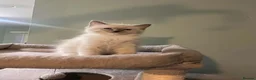 Ragdoll cats for sale: 🐾 GCCF Ragdoll Kittens🐾 READY TO LEAVE - Advert 3