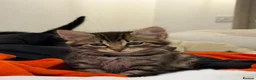 Mixed Breed cats for sale: Gorgeous kitten !!!! - Advert 3