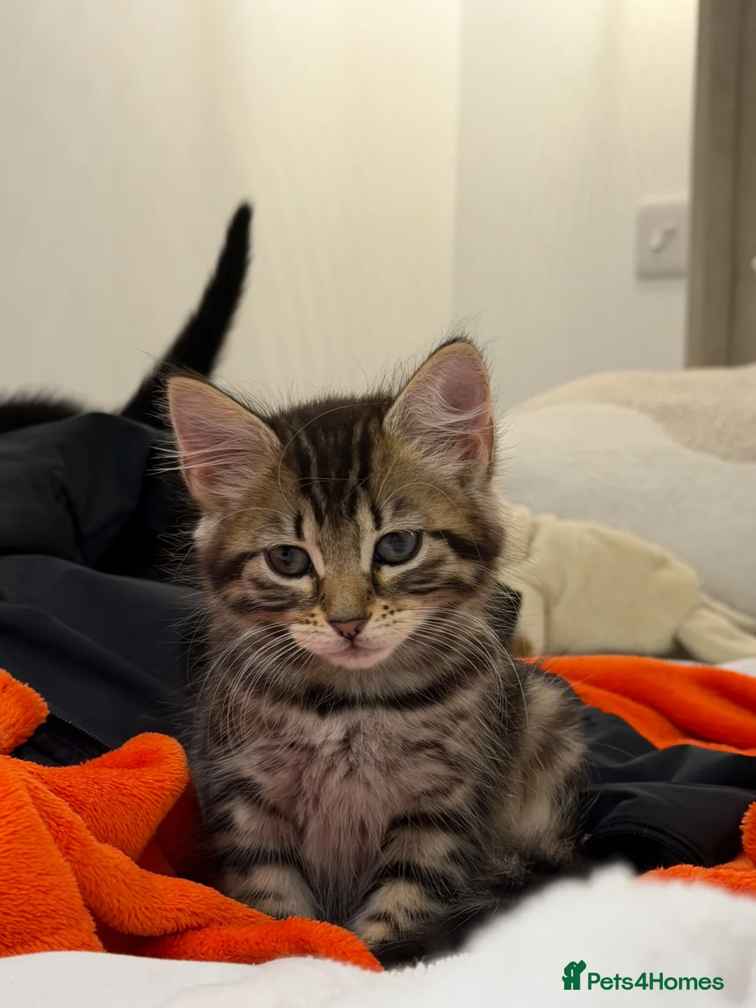 Mixed Breed cats for sale: Gorgeous kitten !!!! - Advert 3