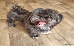 Shih Tzu dogs for sale: Loving cheeky Shihtzu for loving home ❤️ - Image 4