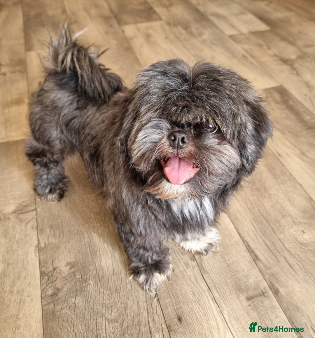 Shih Tzu dogs for sale: Loving cheeky Shihtzu for loving home ❤️ - Image 4