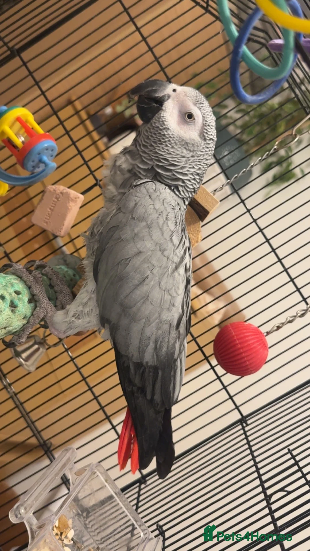 Parakeets birds for sale: African grey  - Advert 1