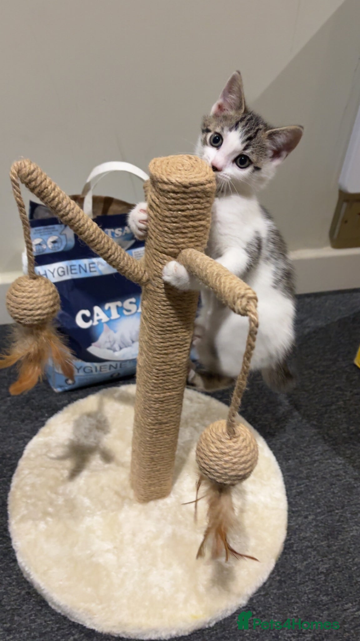 Mixed Breed cats Baby kitten  - Advert 4
