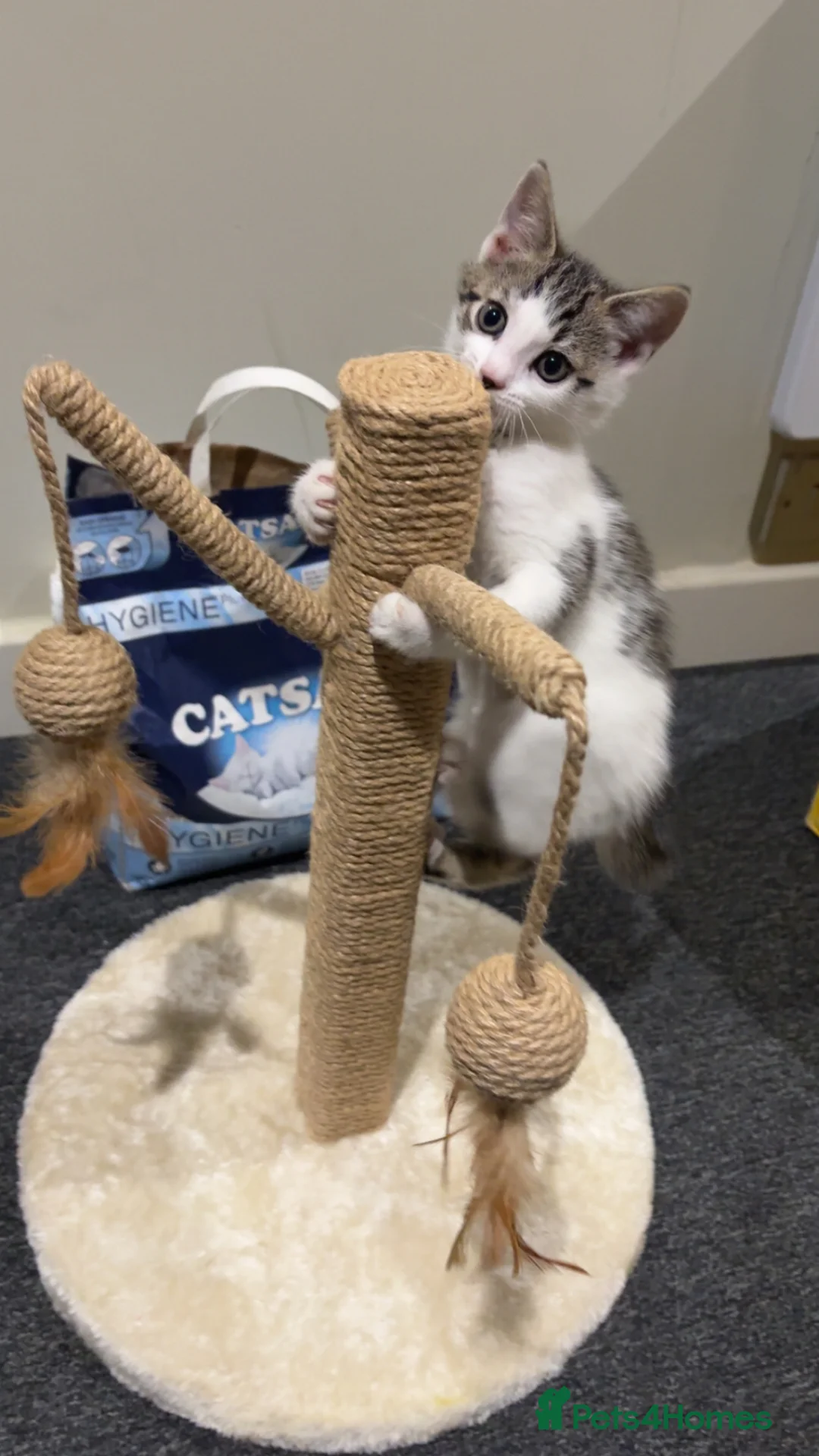 Mixed Breed cats for sale: Baby kitten  in Coventry - Advert 1