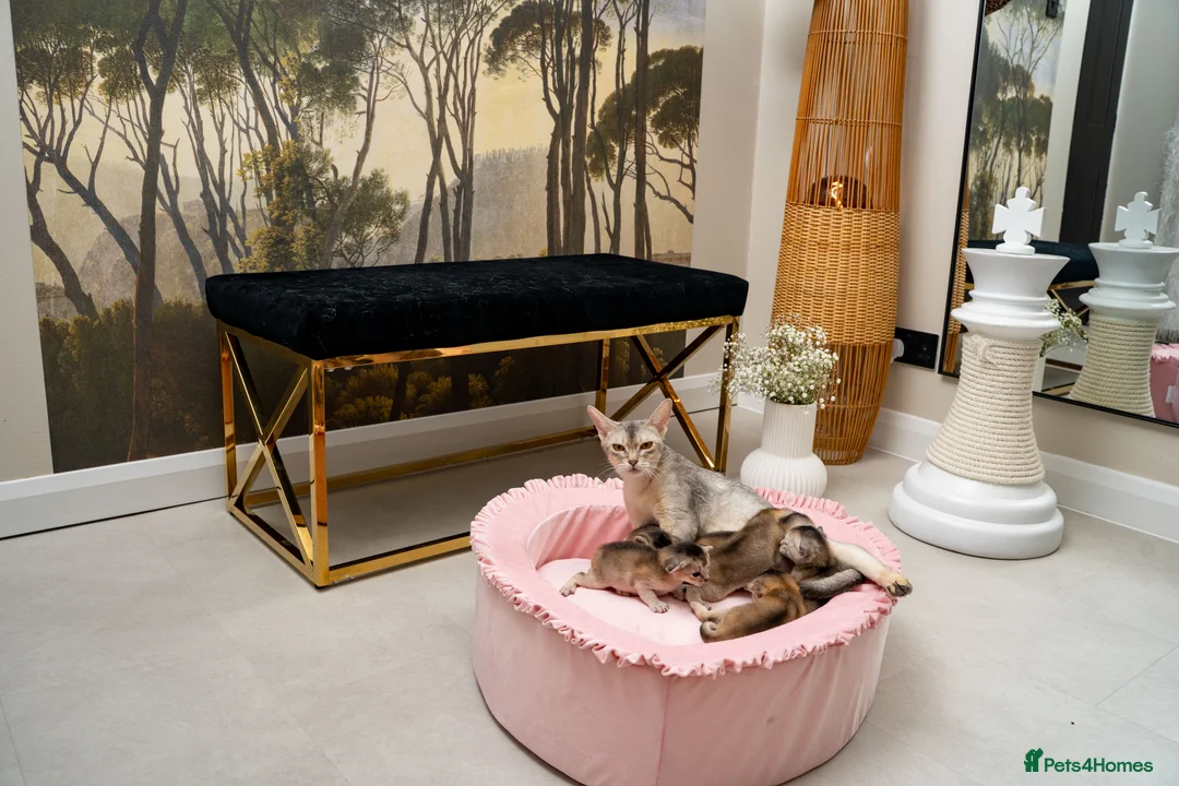 Abyssinian cats for sale: Exceptional Pedigree 6 Abyssinians-Super Friendly - Advert 15