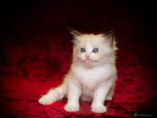 Ragdoll cats - Advert 17