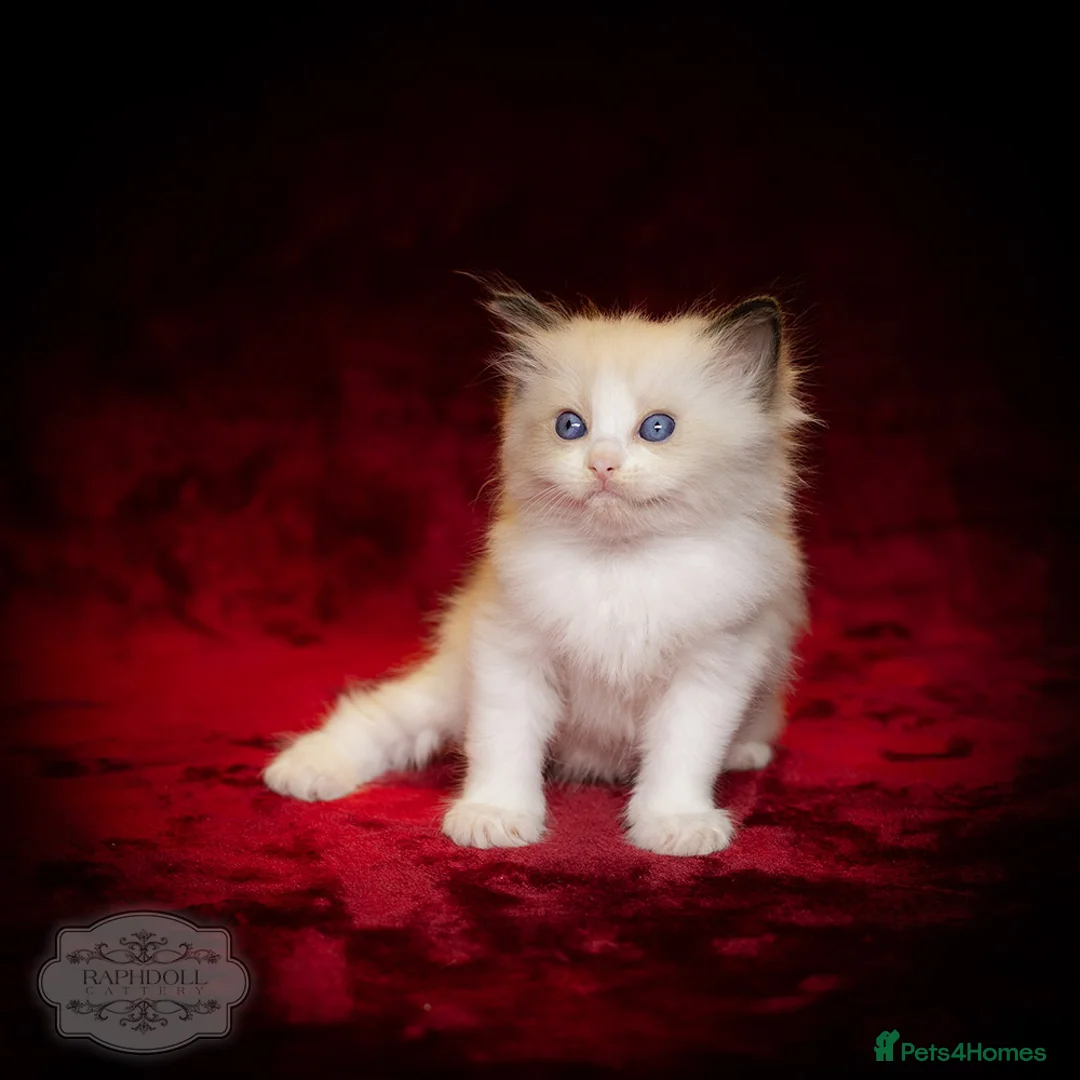 Ragdoll cats for sale: SHOW Ragdoll Bicolor Kitten Girl LSCH TICA ❤❤❤ - Advert 5