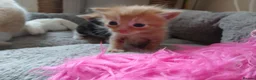 Mixed Breed cats for sale: 2 Calico Girls and 1 Ginger Male - Advert 9