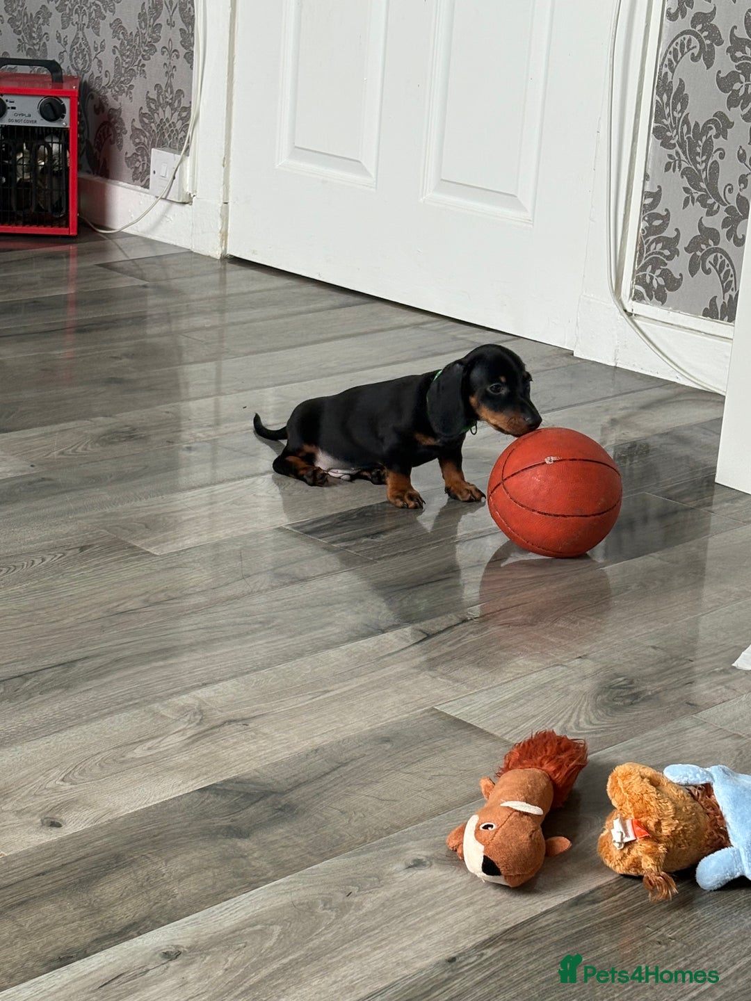 Dachshund dogs for sale: Dachshund boy  - Image 2
