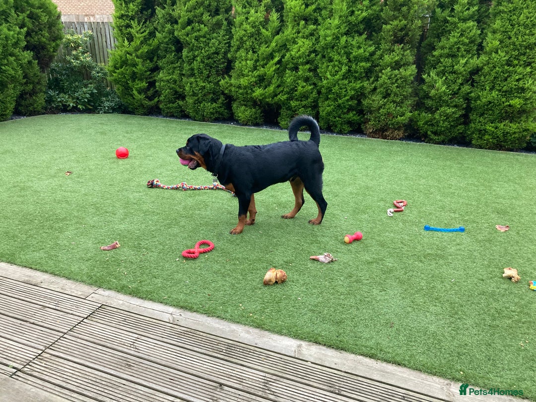 Rottweiler dogs for stud: Rottweiler - 4th generation KC registered pedigree - Advert 3