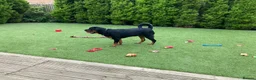 Rottweiler dogs for stud: Rottweiler - 4th generation KC registered pedigree - Advert 3
